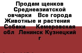 Продам щенков Среднеазиатской овчарки - Все города Животные и растения » Собаки   . Кемеровская обл.,Ленинск-Кузнецкий г.